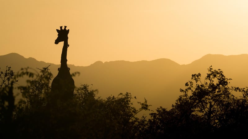 Serengeti Safari